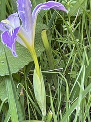 Iris purdyi
