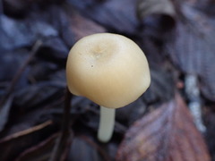 Entoloma albidosimulans