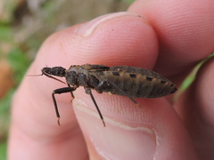 Triatoma