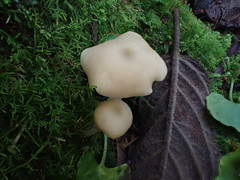 Entoloma albidosimulans