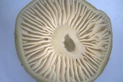 Entoloma albidosimulans