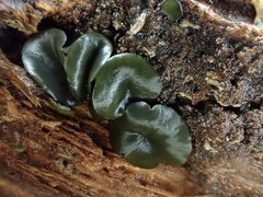 Chlorencoelia versiformis