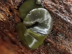 Chlorencoelia versiformis