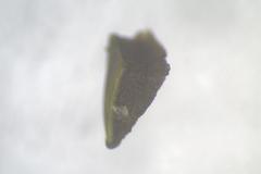 Chlorencoelia versiformis