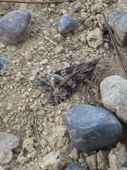 Nomophila distinctalis