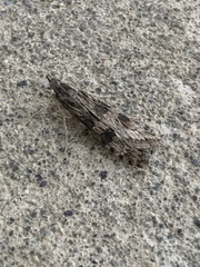 Nomophila distinctalis