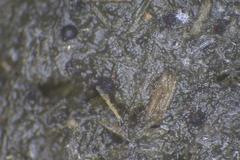 Sordaria macrospora