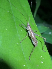 Pedinothorax exiguus