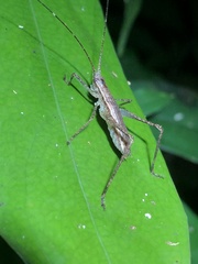 Pedinothorax exiguus