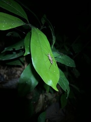 Pedinothorax exiguus