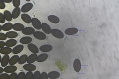 Sordaria macrospora