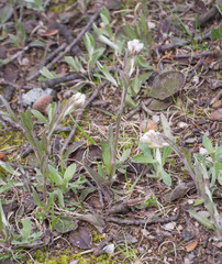 Antennaria parlinii