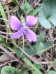Viola septemloba