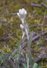 Antennaria parlinii