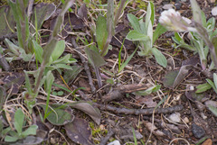 Antennaria parlinii