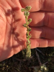 Cryptantha microstachys