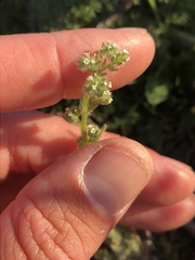 Cryptantha microstachys