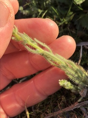 Cryptantha microstachys