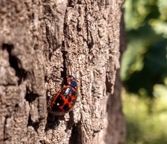 Platyphora congregata