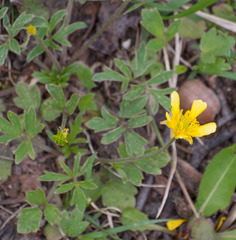 Ranunculus fascicularis
