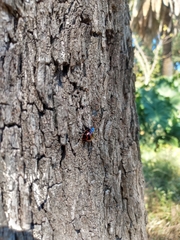 Platyphora congregata