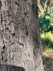 Platyphora congregata