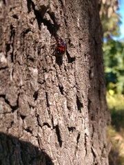 Platyphora congregata