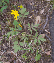 Ranunculus fascicularis