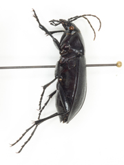 Carabus taedatus