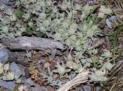 Psilocarphus tenellus