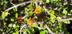Coprosma pseudociliata