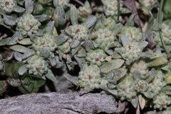 Psilocarphus tenellus