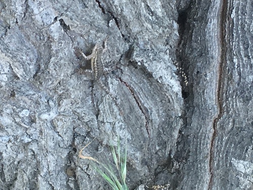 iNaturalist observation photo of Western Fence Lizard