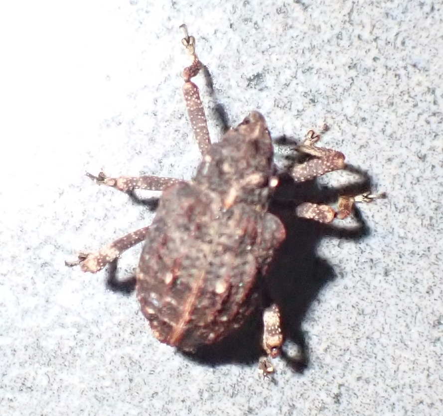 Gygaeus