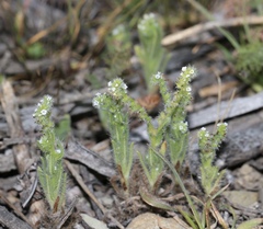 Cryptantha microstachys