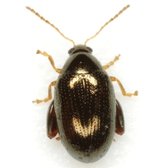 Psylliodes convexior