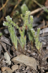 Cryptantha microstachys