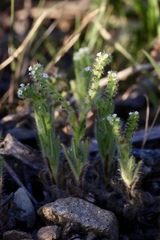 Cryptantha microstachys
