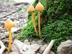 Entoloma salmoneum
