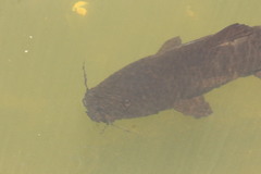 Steindachneridion melanodermatum