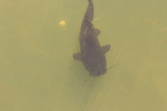 Steindachneridion melanodermatum