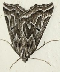 Plataea californiaria