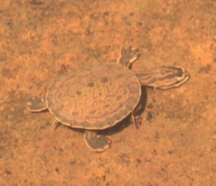 Phrynops williamsi
