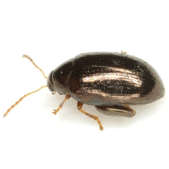 Psylliodes convexior