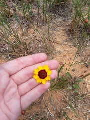 Coreopsis tinctoria