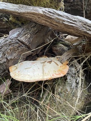Piptoporus australiensis