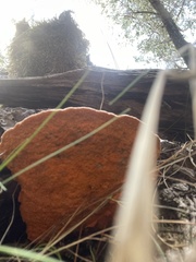 Piptoporus australiensis