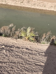 Washingtonia × filibusta