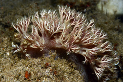 Marionia arborescens