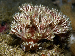 Marionia arborescens